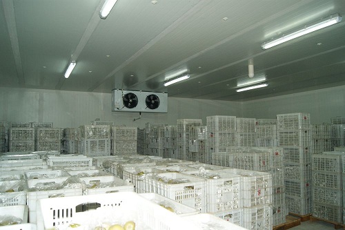 建造水果保鮮冷庫的經濟效益